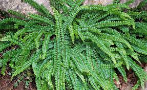 Attēlu rezultāti vaicājumam “Asplenium trichomanes”