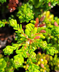 Attēlu rezultāti vaicājumam “Empetraceae”