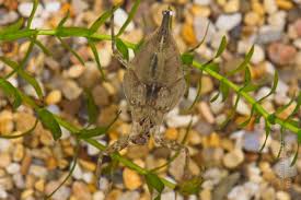 Attēlu rezultāti vaicājumam “Nepa cinerea”