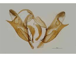 Attēlu rezultāti vaicājumam “Acronicta cuspis”