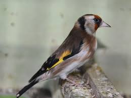 Attēlu rezultāti vaicājumam “Carduelis carduelis”
