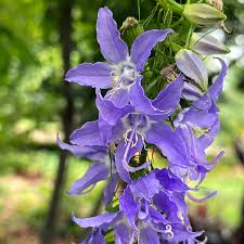 Image result for Campanula americana