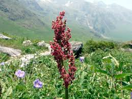 Attēlu rezultāti vaicājumam “Rumex acetosa flower”