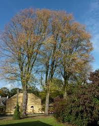 Attēlu rezultāti vaicājumam “Acer saccharinum leaf”