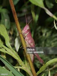 Attēlu rezultāti vaicājumam “Chrysochraon dispar”