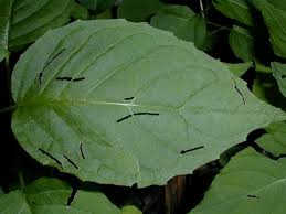 Attēlu rezultāti vaicājumam “Circaea lutetiana leaf”