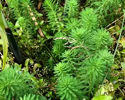 Attēlu rezultāti vaicājumam “Myriophyllum alterniflorum”
