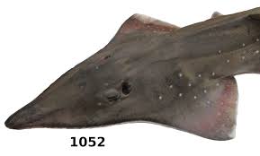 Image result for Rhynchobatus australiae