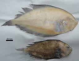 Image result for Paralichthys albigutta