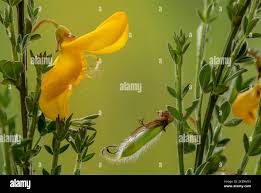 Attēlu rezultāti vaicājumam “Cytisus scoparius fruit”