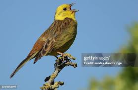 Attēlu rezultāti vaicājumam “Emberiza citrinella male”