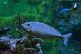 Image result for Naso hexacanthus