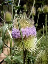Attēlu rezultāti vaicājumam “Dipsacus fullonum flower”