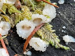 Attēlu rezultāti vaicājumam “Stemonitopsis subcaespitosa spores”