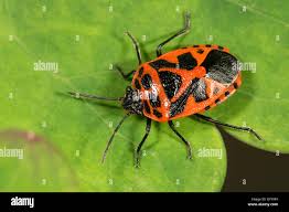 Attēlu rezultāti vaicājumam “Eurydema dominulus imago”