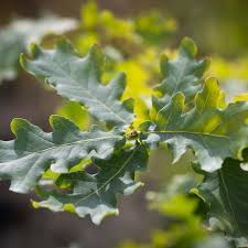 Attēlu rezultāti vaicājumam “Quercus”