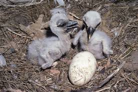 Attēlu rezultāti vaicājumam “Ciconia ciconia nest”