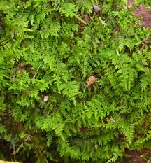 Attēlu rezultāti vaicājumam “Thuidium delicatulum”