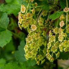 Attēlu rezultāti vaicājumam “Ribes rubrum”