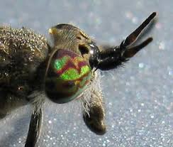 Attēlu rezultāti vaicājumam “Haematopota sp.”