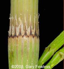 Attēlu rezultāti vaicājumam “Equisetum pratense”