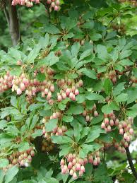 Attēlu rezultāti vaicājumam “Enkianthus campanulatus”