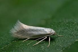 Attēlu rezultāti vaicājumam “Elachista argentella”