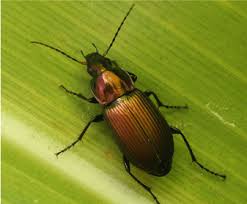 Attēlu rezultāti vaicājumam “Poecilus cupreus”