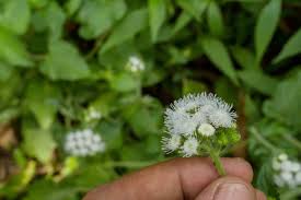Image result for Ageratum conyzoides