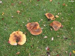 Attēlu rezultāti vaicājumam “Polyporus melanopus”