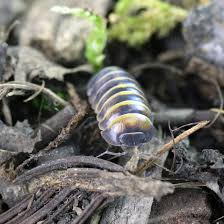 Attēlu rezultāti vaicājumam “Armadillidium pulchellum”