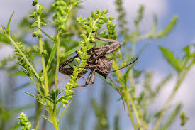 Attēlu rezultāti vaicājumam “Comatricha pulchella stalked”