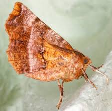 Attēlu rezultāti vaicājumam “Selenia dentaria”