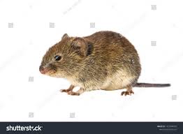 Attēlu rezultāti vaicājumam “Myodes glareolus”