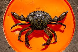 Image result for Carcinus maenas