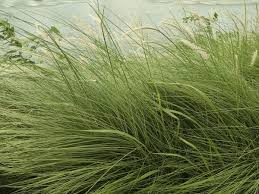 Attēlu rezultāti vaicājumam “Festuca arenaria”