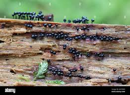 Attēlu rezultāti vaicājumam “Cribraria purpurea”