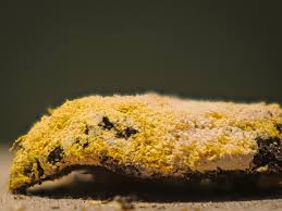 Attēlu rezultāti vaicājumam “Fuligo septica cf. septica”