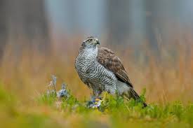 Attēlu rezultāti vaicājumam “Accipiter gentilis”