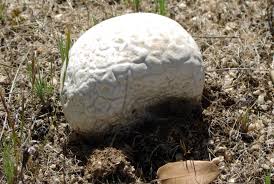 Attēlu rezultāti vaicājumam “Calvatia utriformis”