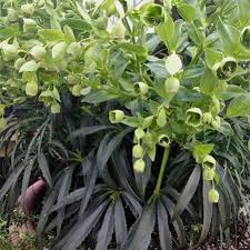 Image result for Helleborus foetidus