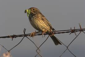 Image result for Emberiza calandra