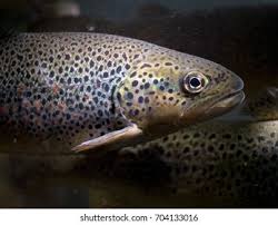 Image result for Salmo macrostigma