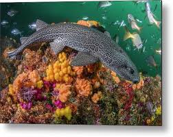 Image result for Poroderma pantherinum