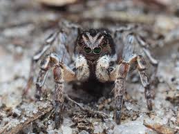 Attēlu rezultāti vaicājumam “Aelurillus v-insignitus”