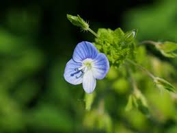 Attēlu rezultāti vaicājumam “Veronica persica flower”
