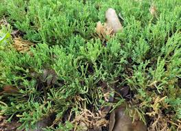 Attēlu rezultāti vaicājumam “Lycogala fuscoolearium sessile”