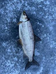 Image result for Coregonus artedi