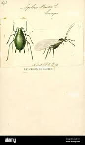 Attēlu rezultāti vaicājumam “Aphididae”