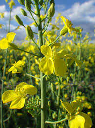 Attēlu rezultāti vaicājumam “Brassica napus flower”